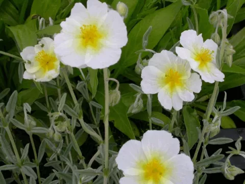 Helianthemum 'The Bride' ('Snow Queen')