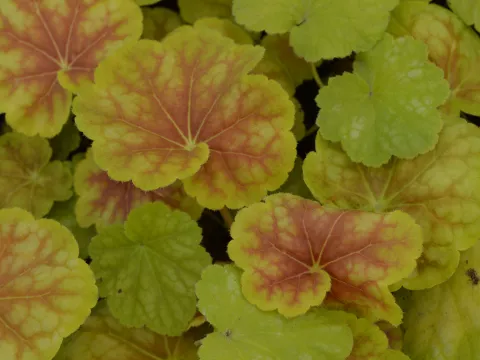 Heuchera 'Tiramisu'