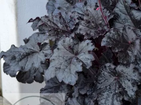 Heuchera 'Timeless Night'