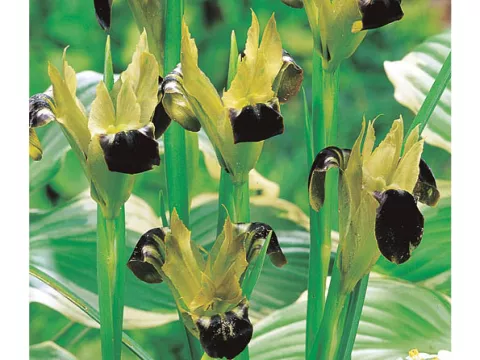 Hermodactylus tuberosus