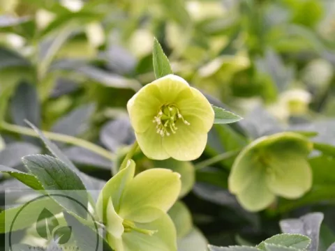 Helleborus viridis