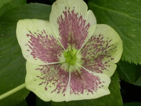 Helleborus or. 'White Lady Spotted'