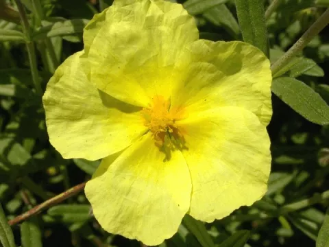 Helianthemum 'Wisley Primrose'