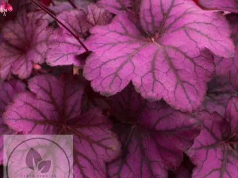 Heuchera 'Wild Rose'