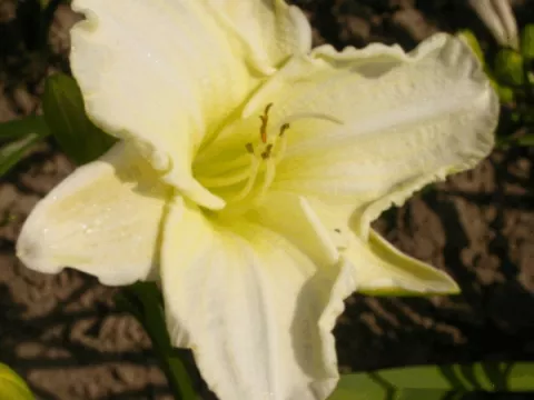 Hemerocallis 'White Temptation'