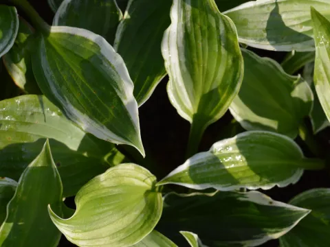 Hosta und. 'Albomarginata'