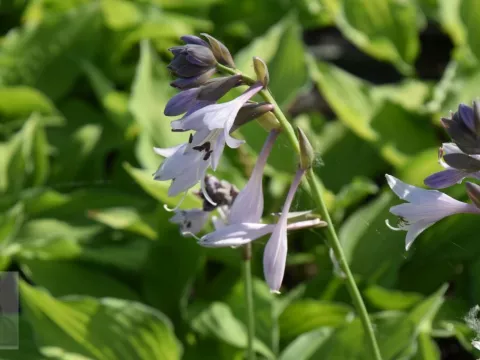 Hosta fortunei 'Albopicta' ('Aureomaculata')
