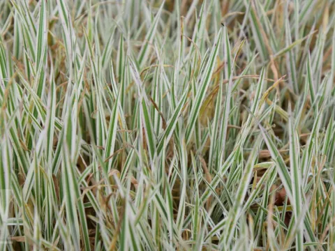 Holcus mollis 'Albovariegatus'