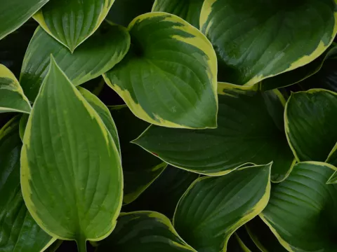 Hosta fortunei 'Aureomarginata'