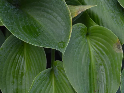 Hosta 'Canadian Blue'