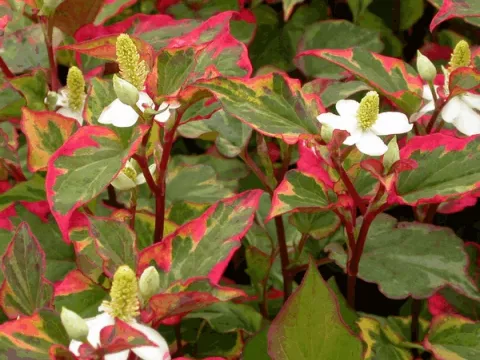 Houttuynia cordata 'Chameleon'