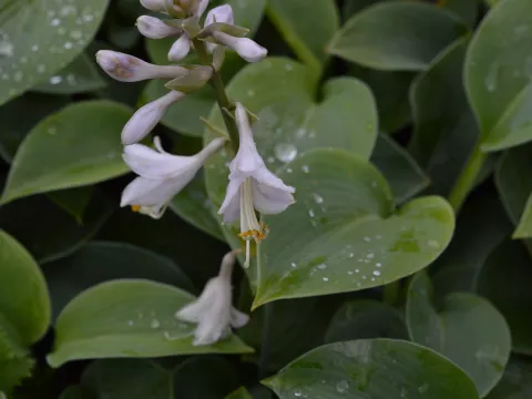 Hosta sieboldiana 'Elegans'