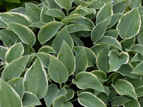 Hosta 'El Nino'