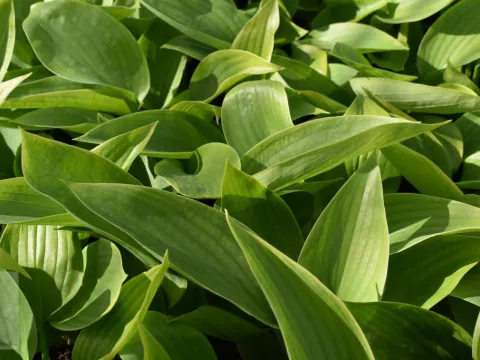 Hosta 'Empress Wu'