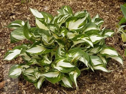 Hosta 'Fire and Ice'