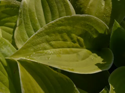 Hosta 'Fragrant Bouquet'