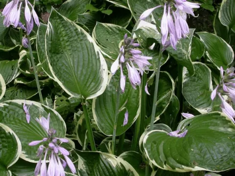 Hosta fortunei 'Francee'