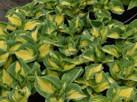 Hosta sieboldiana 'Great Expectations'