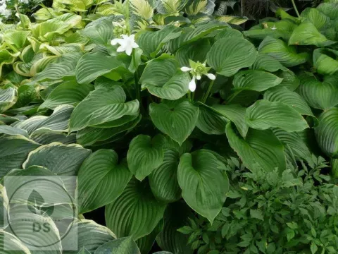 Hosta plant. var. grandiflora