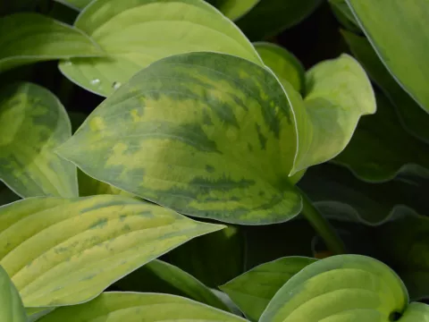 Hosta fortunei 'Gold Standard'