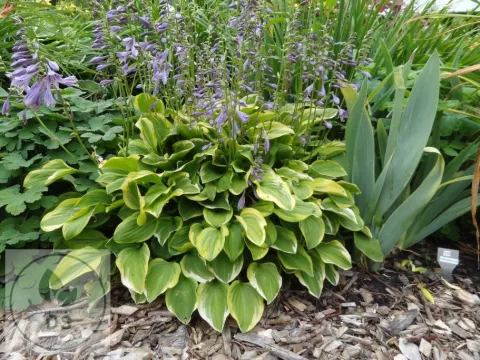 Hosta 'Golden Tiara'