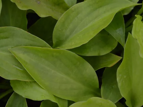Hosta 'Honeybells'