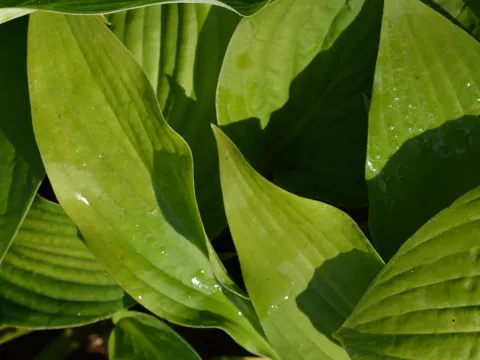 Hosta fortunei 'Hyacinthina'