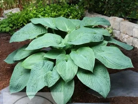 Hosta 'Jurassic Park'