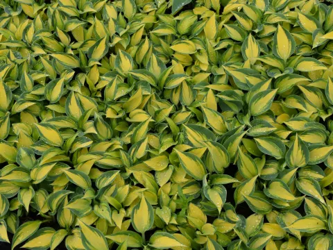 Hosta tardiana 'June'