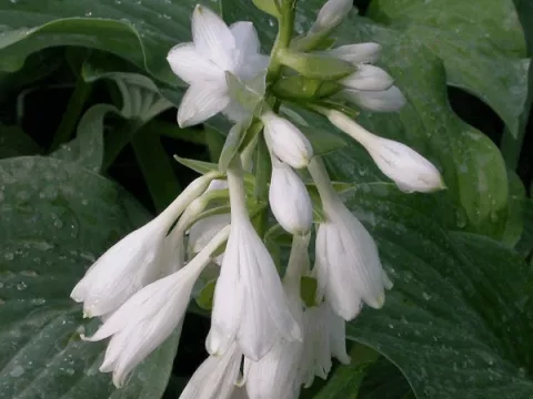 Hosta 'Krossa Regal'