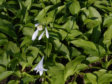 Hosta 'Royal Standard'