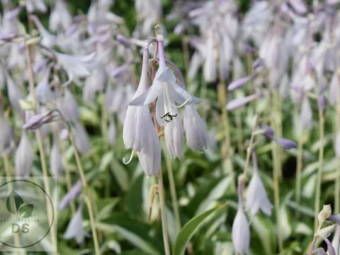 Hosta 'Raspberry Sundae'