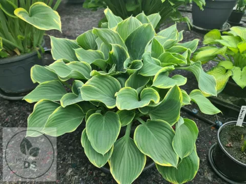 Hosta 'Sagae' (fluct. 'Variegated')