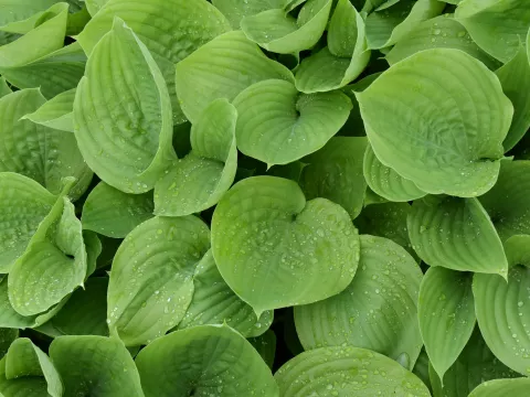 Hosta 'Sum and Substance'