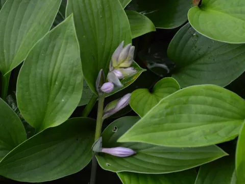 Hosta sieboldiana