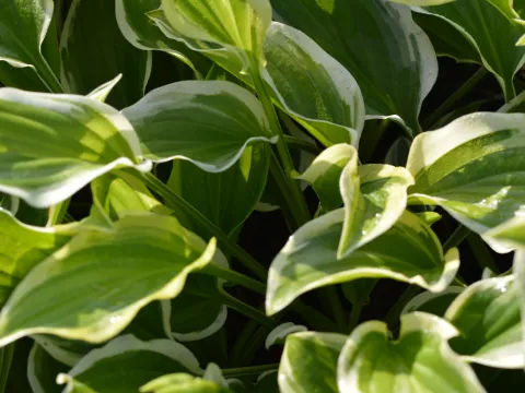 Hosta 'So Sweet'