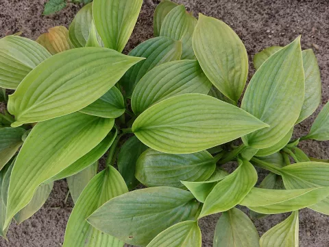 Hosta 'T-Rex'