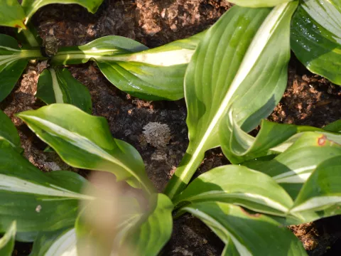 Hosta und. 'Univittata'