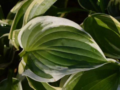Hosta 'Wide Brim'