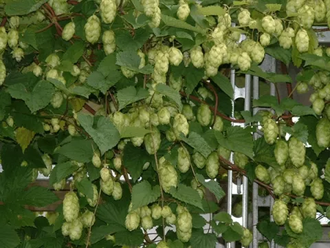 Humulus lupulus