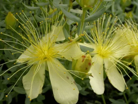 Hypericum olympicum 'Citrinum'