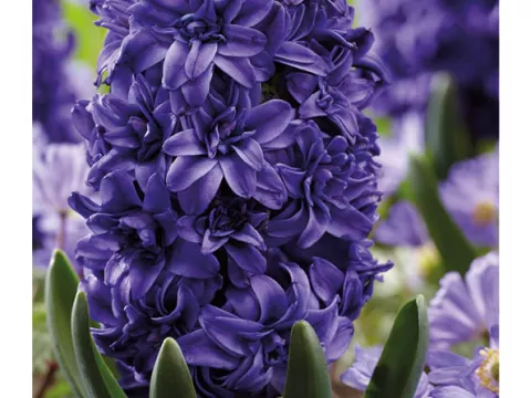 Hyacinthus 'Double Blue Royal Navy'