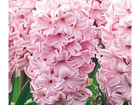 Hyacinthus jac. 'Fondant'