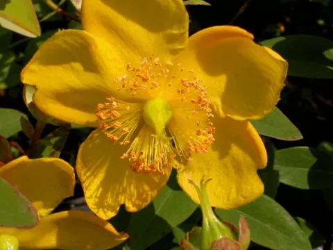 Hypericum hookerianum 'Hidcote'