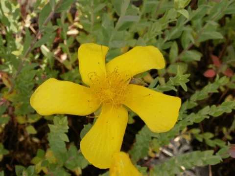 Hypericum olympicum