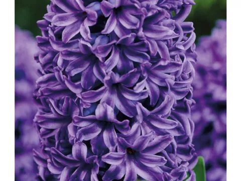 Hyacinthus jac. 'Peter Stuyvesant'