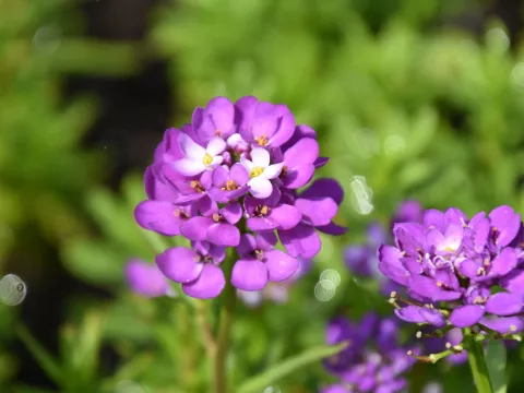 Iberis semp. 'Absolutely Amethyst'