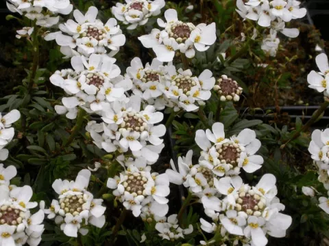 Iberis semp. 'Appen-Etz'