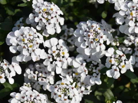 Iberis semp. 'Masterpiece'