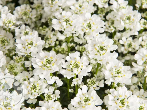 Iberis semp. 'Nevina'